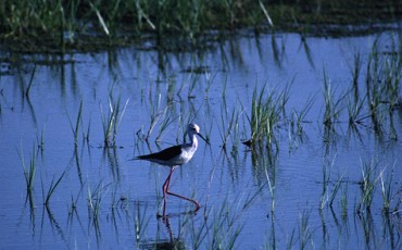 albufera-valencia