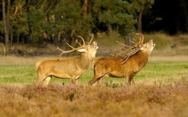 parque-nacional-holanda-hoge-veluwe